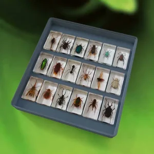 Pravi insekti i bube